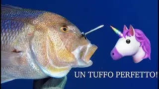 DEEP Spearfishing, big DENTEX With SPECIAL Call
