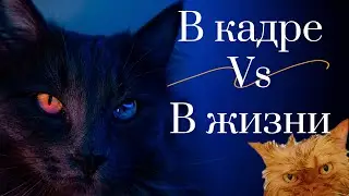 БЛОГЕРСКАЯ И РЕАЛЬНАЯ ЖИЗНЬ КОТА ПЁСИ!