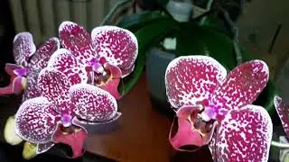 Сортовая Орхидея ,,Ягуар". Домашнее цветение.
