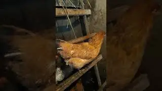 Зелёные яйца у кур.Почему?Вот вопрос🌹🌹🌹