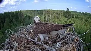 Intruder on the nest of Osprey Iiris and M1. 26-05-2024.