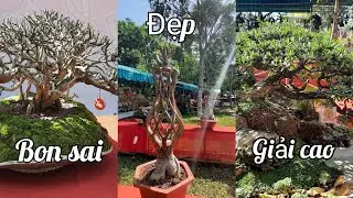 Beautiful boneless trees won high prizes at the contest and display of ornamental animals in Sa Dec