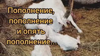 Очередной окот/ Клеопатра приехала/И жизнь кипит🤗  