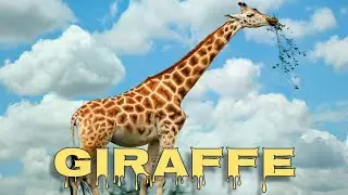 Giraffe sounds, giraffe noise