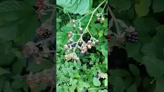 ПОЧЕМУ В ШВЕЙЦАРИИ НЕ СОБИРАЮТ ЯГОДЫ?
