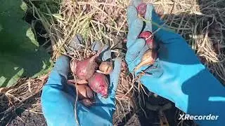 Обо всём по чуть-чуть. Дачные будни.