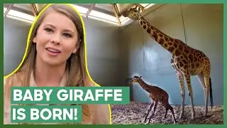 Australia Zoo Welcomes A Baby Giraffe! | Crikey! It's The Irwins