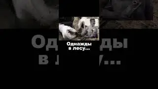 Солдатский кармашек и... #shorts #metaldetecting #ww2 #коп #forest