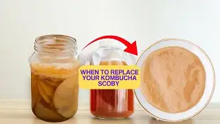 The 5 Signs To Know When To REPLACE Your KOMBUCHA Scoby