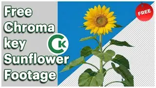 Sunflower Green Screen Footage | Free Chroma Key Plant