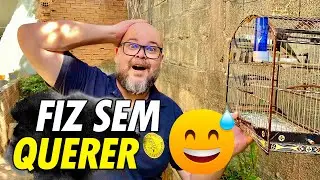 Sem Querer acertei a fêmea do novo papa capim baiano