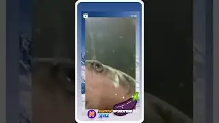 МИЛАЯ ЩУКА 