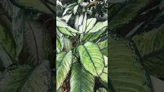 ESSA PLANTA PARECE ARTIFICIAL  #mostrando planta #direpente ufa