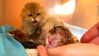 New life is born - cat gives birth