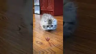 видео из тт