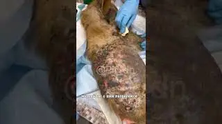 Собака гниет заживо…