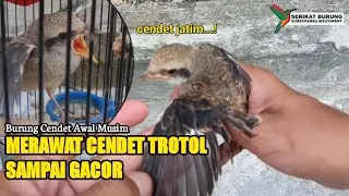 Merawat Cendet Trotol Sampai Gacor | Cendet Awal Musim Memang Terbaik
