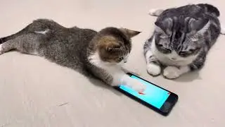 Playful kitten watching their favorite fish #cat #kitten #catlover #cute