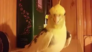 Talking Cockatiel / Kalbanti papūga Nimfa