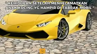 Kehidupan Setelah Menyelamatkan Anak Kucing