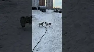 Новый Друг - Майло 