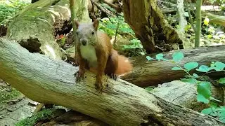 Pretty Red Squirrels Jump On Tree Branches | Nature Video
