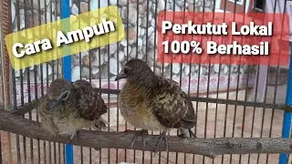 CARA MUDAH NGELOLO ANAK BURUNG PERKUTUT | Cuma pake Botol Bekas!