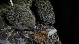 Hedgehogs Feeding