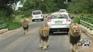 What The Future Holds For Casper The White Lion And Shishangaan Brothers