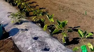 ОГОРОД НА ПЛЁНКЕ/ОТЛИЧНЫЙ УРОЖАЙ/МИНИМУМ УХОДА