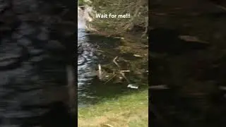Wait for me!!! 😂 😂 🦆 🦆