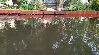 Цветные рыбы в пруду