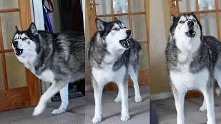 My Talking Husky is So Dramatic! 