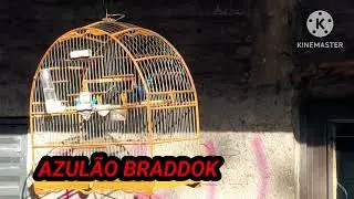 Azulão BRADDOK