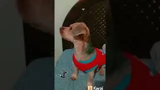não tenho medo de você !