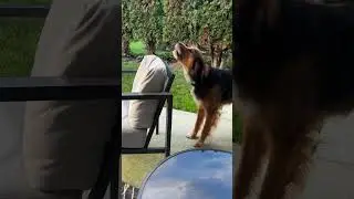 Dog Plays With Thread Sticking Out of Patio Chair Cushion - 1532874