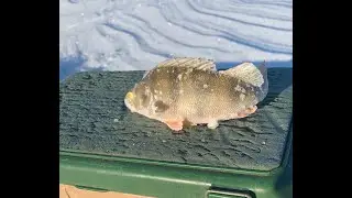 КЛЮЁТ ЛИ ОКУНЬ В МОРОЗ? Поиски окуня в сильный мороз на водохранилище.