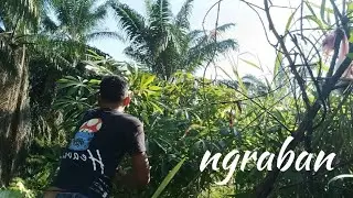 petik daun ubi untuk di sayur😁