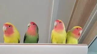 Cute Lovebirds Family on Closet