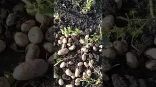АНТОШКА, АНТОШКА, ПОЙДЕМ КОПАТЬ КАРТОШКУ!😆