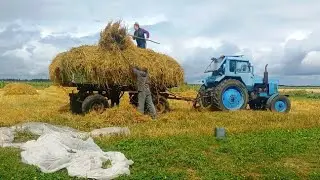 Not a picture, but real life in the village.