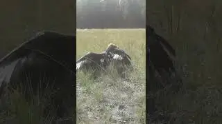 Птенец беркута в природном резервате «Ертіс орманы»