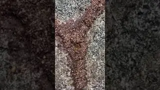 Termites building a trail. #shorts #termites #insects