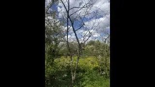 Не распустились плодовые деревья или засыхают распустившиеся ветки ? Что делать ?