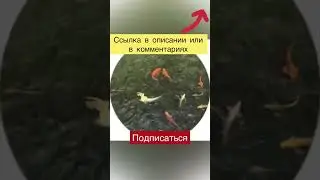#tiktok