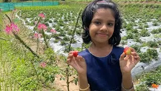 വട്ടവടയിലെ സ്ട്രോബറിത്തോട്ടം 🍓🍓🍓🍓