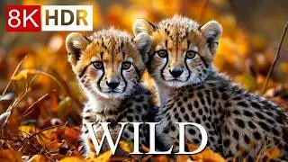 WILD ANIMALS WORLD 8K HDR – WILDLIFE ADVENTURES