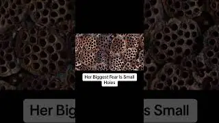 Celebrities and What Their Biggest Fear Are😵 