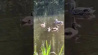 Cute Ducks || Relaxing Nature