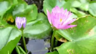 Water Lily